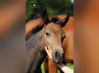 Westphalian, Stallion, Foal (04/2024), Gray-Dark-Tan