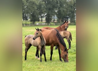 Westphalian, Stallion, Foal (04/2024), Gray-Dark-Tan