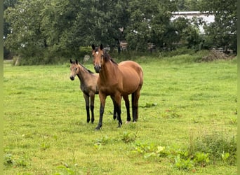 Westphalian, Stallion, Foal (04/2024), Gray-Dark-Tan