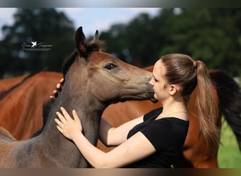 Westphalian, Stallion, Foal (04/2024), Gray-Dark-Tan