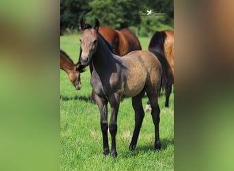 Westphalian, Stallion, Foal (04/2024), Gray-Dark-Tan