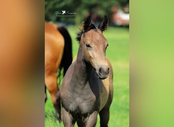 Westphalian, Stallion, Foal (04/2024), Gray-Dark-Tan