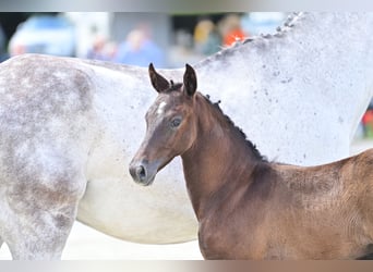 Westphalian, Stallion, Foal (04/2024), Gray-Dark-Tan