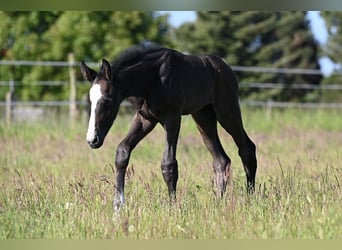 Westphalian, Stallion, , Gray