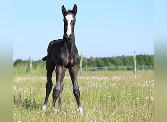 Westphalian, Stallion, , Gray