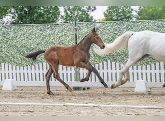Westphalian, Stallion, , Gray