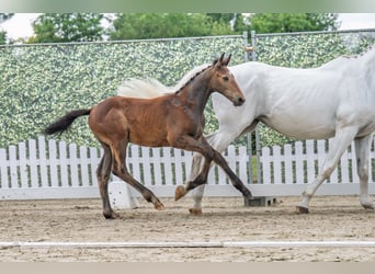 Westphalian, Stallion, , Gray