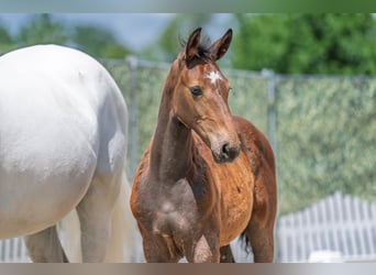 Westphalian, Stallion, , Gray