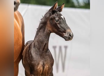 Westphalian, Stallion, Foal (05/2024), Gray