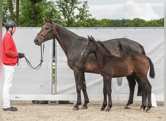 Westphalian, Stallion, Foal (03/2024), Gray