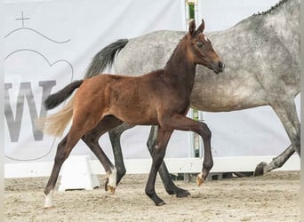 Westphalian, Stallion, Foal (04/2024), Gray