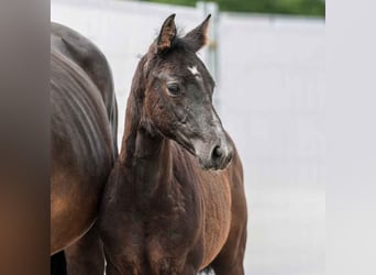 Westphalian, Stallion, Foal (03/2024), Gray