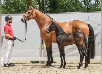 Westphalian, Stallion, Foal (05/2024), Gray