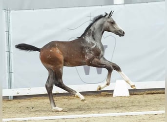Westphalian, Stallion, Foal (04/2024), Gray