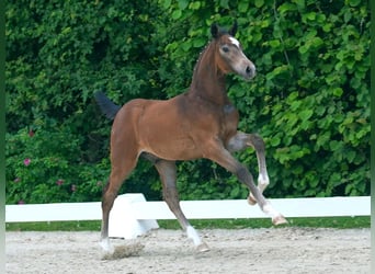 Westphalian, Stallion, Foal (05/2024), Gray