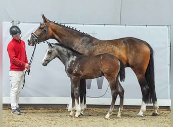 Westphalian, Stallion, Foal (04/2024), Gray