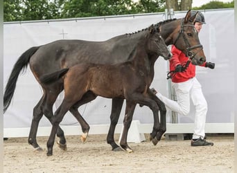 Westphalian, Stallion, Foal (03/2024), Gray