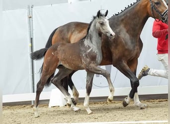 Westphalian, Stallion, Foal (04/2024), Gray