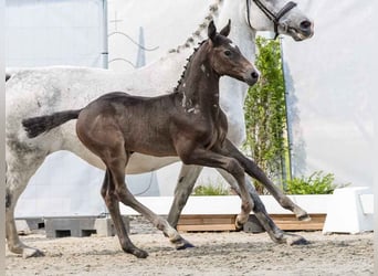 Westphalian, Stallion, Foal (05/2024), Gray