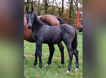 Westphalian, Stallion, Foal (06/2025), Grey-Dapple