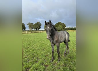 Westphalian, Stallion, Foal (06/2025), Grey-Dark-Tan
