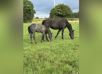 Westphalian, Stallion, Foal (06/2025), Grey-Dark-Tan