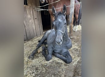Westphalian, Stallion, Foal (06/2025), Grey-Dark-Tan