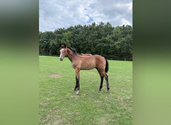 Westphalian, Stallion, Foal (03/2026), Grey