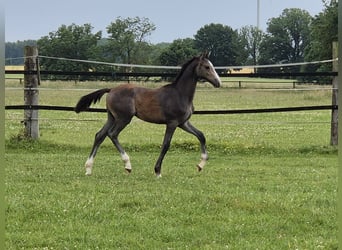 Westphalian, Stallion, Foal (02/2025), Grey