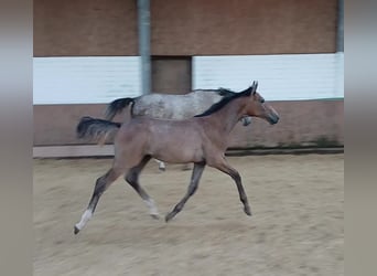 Westphalian, Stallion, Foal (03/2025), Grey