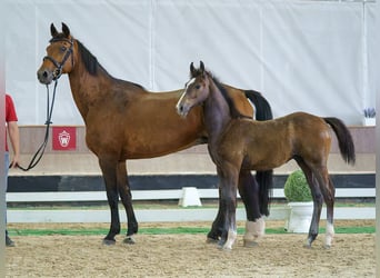 Westphalian, Stallion, Foal (03/2026), Grey