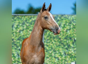 Westphalian, Stallion, Foal (05/2026), Grey