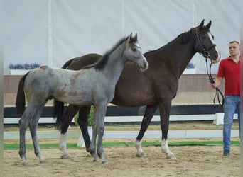 Westphalian, Stallion, Foal (02/2026), Grey