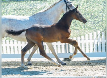 Westphalian, Stallion, Foal (05/2026), Grey