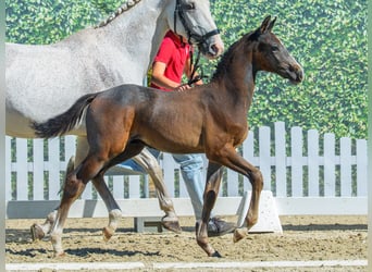 Westphalian, Stallion, Foal (05/2026), Grey