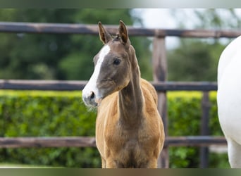 Westphalian, Stallion, Foal (03/2026), Grey