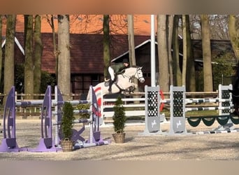 Westphalian, Stallion, Foal (03/2026), Grey