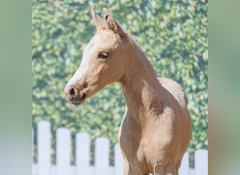 Westphalian, Stallion, , Palomino
