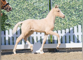 Westphalian, Stallion, , Palomino