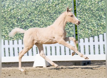 Westphalian, Stallion, , Palomino