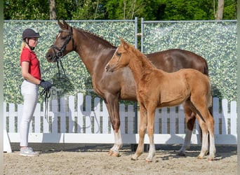 Westphalian, Stallion, , Palomino