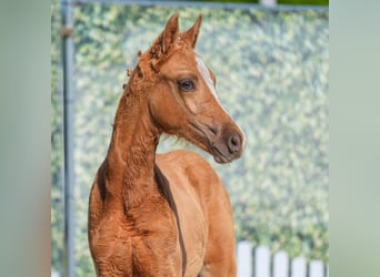 Westphalian, Stallion, , Palomino