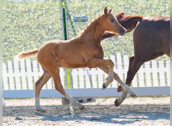 Westphalian, Stallion, , Palomino