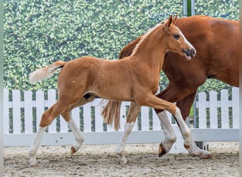Westphalian, Stallion, Foal (05/2025), Palomino