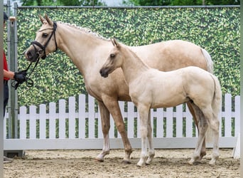 Westphalian, Stallion, , Palomino