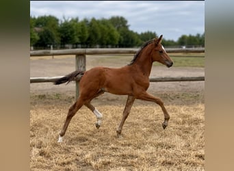Westphalian, Stallion, Foal (01/2026)