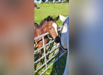 Westphalian, Stallion, Foal (01/2026)