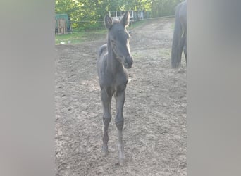 Westphalian, Stallion, Foal (05/2026), Smoky-Black