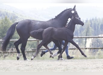 Westphalian, Stallion, Foal (05/2026), Smoky-Black
