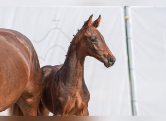 Westphalian, Stallion, Foal (06/2024), Smoky-Black